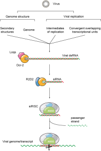 RNAi diagram
