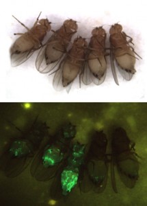 fruit fly Drosophila melanogaster infected with Sindbis virus