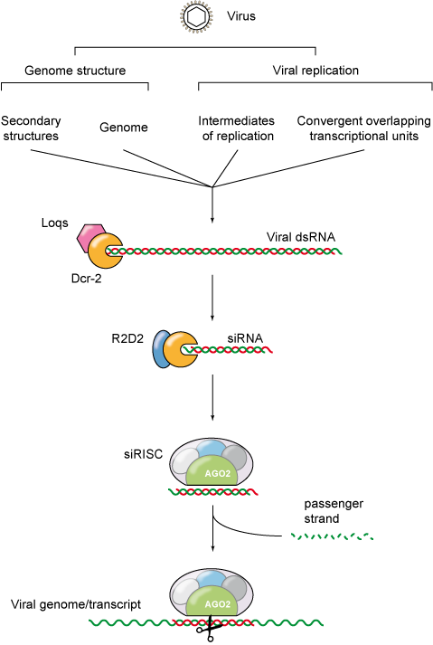 RNAi diagram