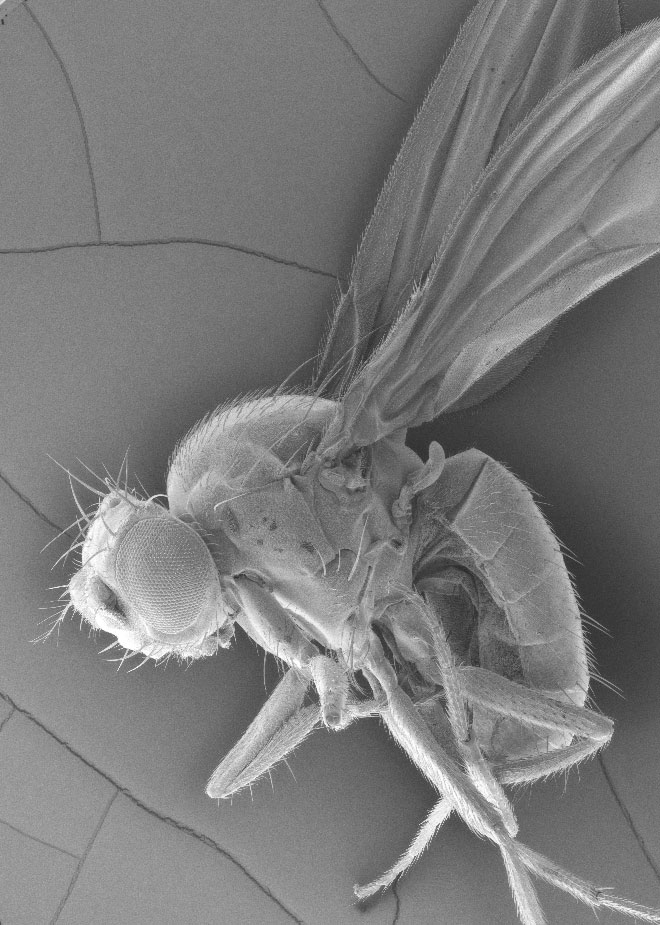 fruit fly under microscope