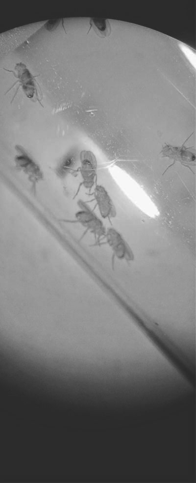 insects under microsope